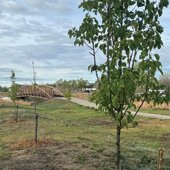 Trees at Gateway