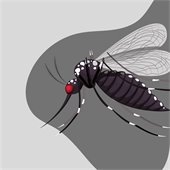 Mosquito Graphic