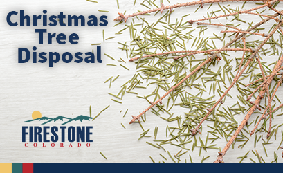 Spotlight_2021_ChristmasTreeDisposal