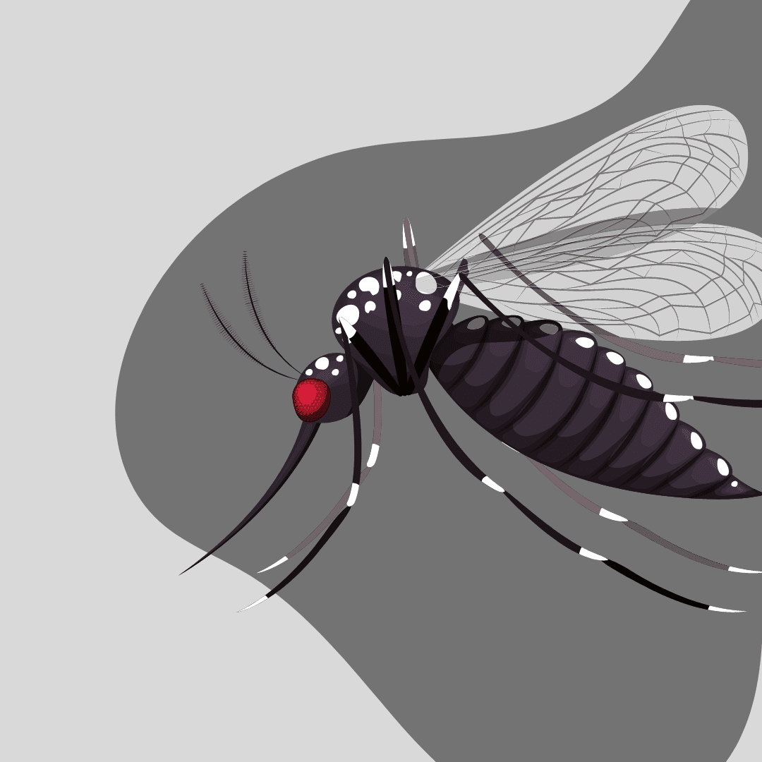 Mosquito Graphic