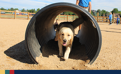 Spotlight_2023_DogPark